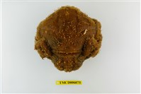 藏品(漢氏勞綿蟹)的圖片